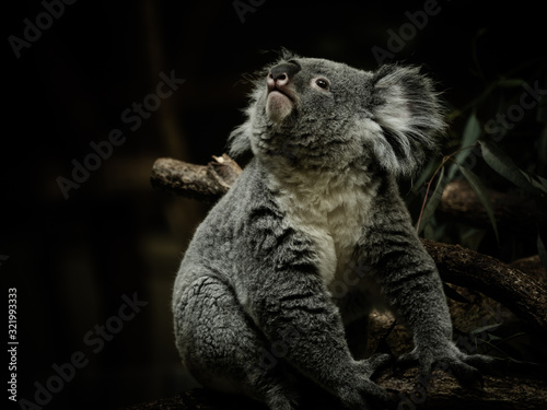           koala 7