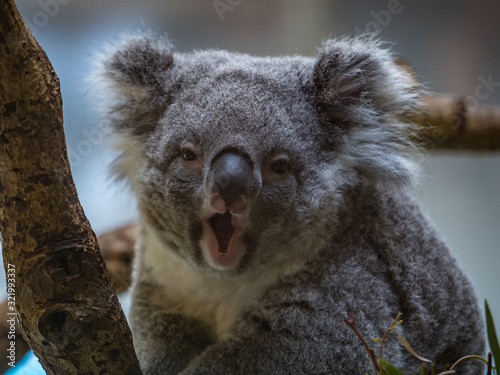 Canvas Print コアラ koala 6