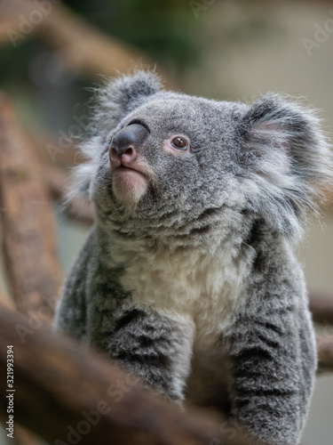 Fototapeta Naklejka Na Ścianę i Meble -  コアラ koala 4