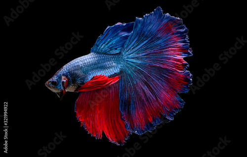 Colorful with main color of blue and red betta fish, Siamese fighting fish was isolated on black background. Fish also action of turn head in different direction during swim.
