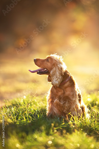 Obraz na płótnie English cocker spaniel close up portrait in autumn leaves