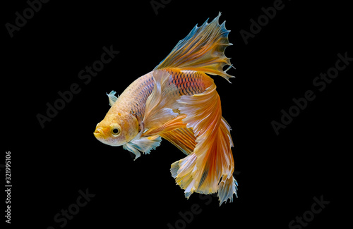 Canvas Print Isolated yellow Siamese fighting betta fish with different action of swim on dark background