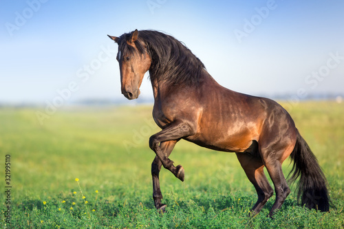 Bay stallion with long mane free run
