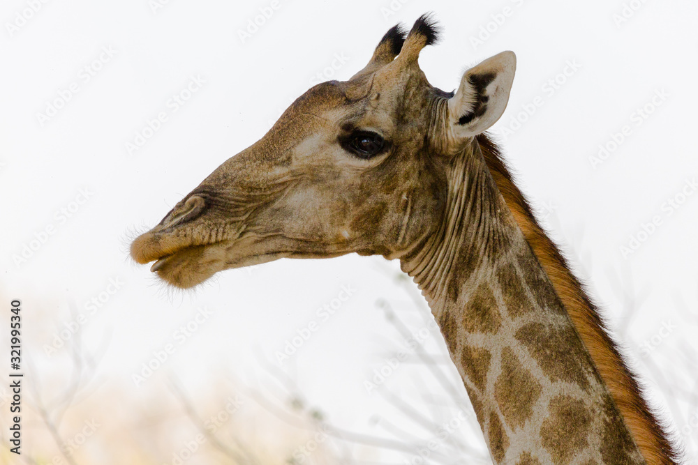 Obraz premium Giraffe