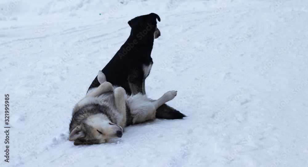 dogs in snow