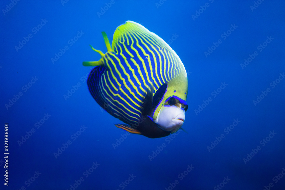 Imperial angel fish (Pomacanthodes imperator). Beautiful tropical fish ... - Large Saltwater Aquarium Stock