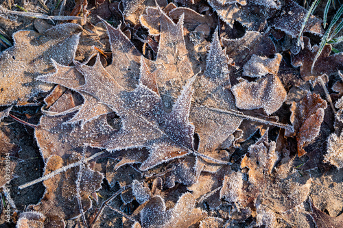 leaves with white frost © Cornelia Pithart