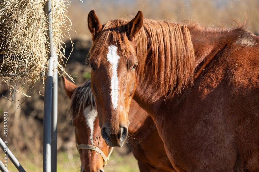 Obraz premium 日本の北海道東部・11月の牧場、放牧された馬