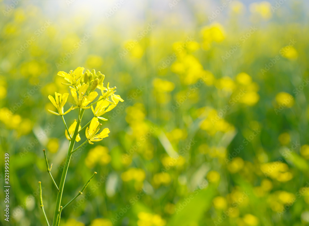 Closeup of bright yellow mustard or rape flower in mustard field with hill in background ,selective focus Closeup of bright yellow mustard or rape flower in mustard field with hill in background ,selective focus
