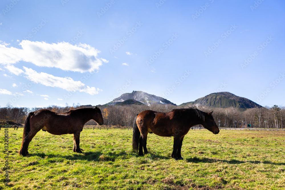 Obraz premium 日本の北海道東部・11月の牧場、放牧された馬