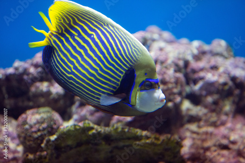 Imperial angel fish (Pomacanthodes imperator). Beautiful tropical fish in a large saltwater aquarium. photo