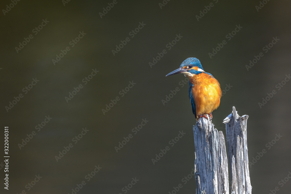 Fototapeta premium kingfisher standing on a branch