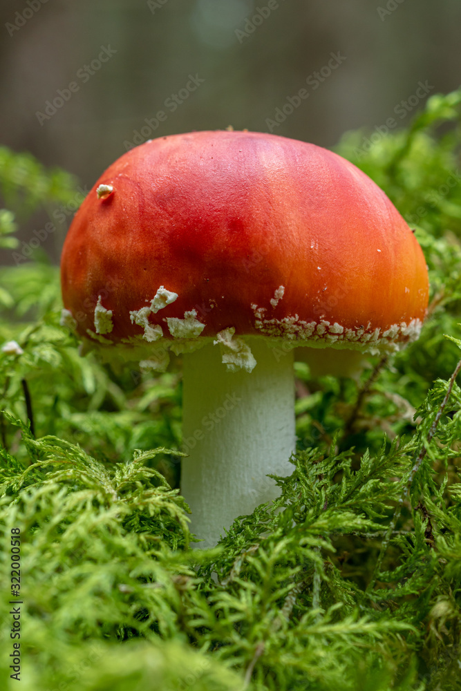 Low angle close up of a Amanita Muscaria mushroom, growing in green moss Low angle close up of a Amanita Muscaria mushroom, growing in green moss