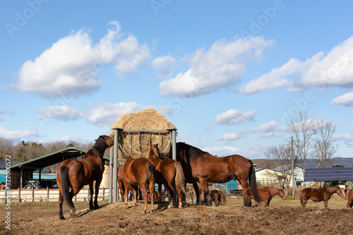 日本の北海道東部・11月の牧場、放牧された馬