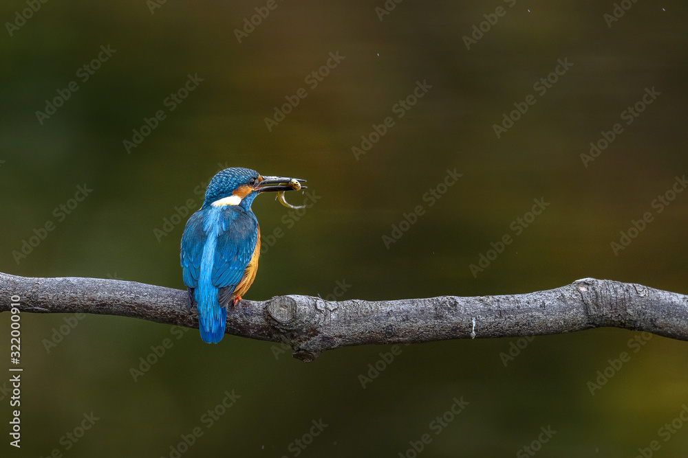 kingfisher standing on a branch and holding a fish