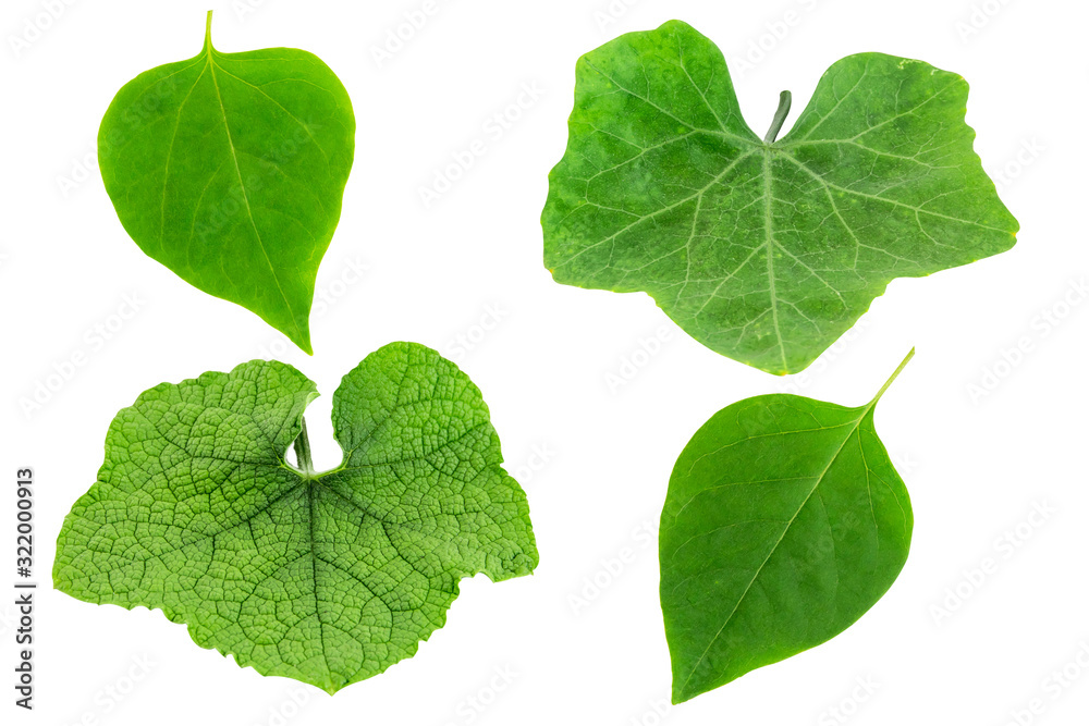 Abstract beautiful texture of green leaf on white background,Leaves Abstract beautiful texture of green leaf on white background,Leaves