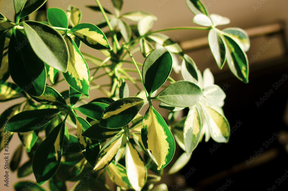 leaf leaf
