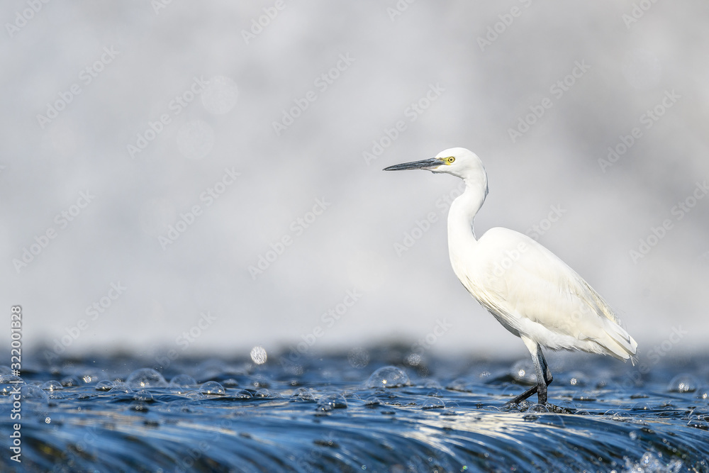 White egret portrait with a white waterfall background White egret portrait with a white waterfall background