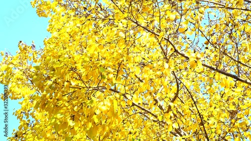 beautiful bright coloured wild flowers growing for background and texture