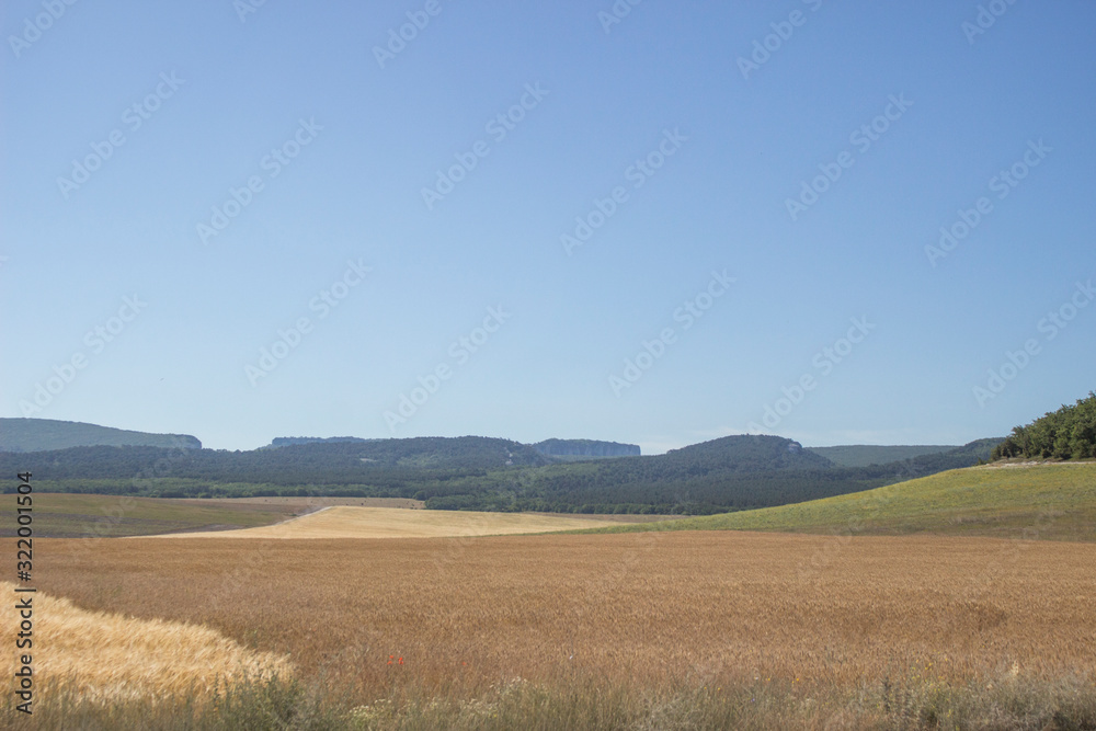 Wheat field in a southern country. Agriculture in the country. Ripe ears of wheat in a spacious field. Beautiful landscape in broad daylight.