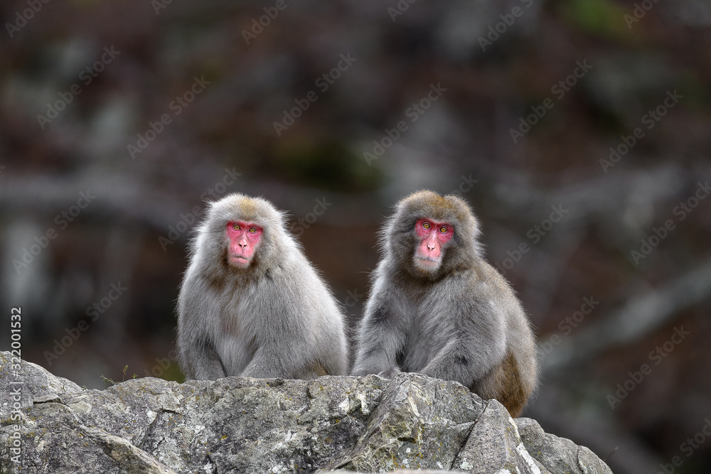 Naklejka premium two Japanese snow monkey portrait during fall