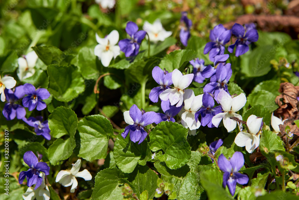 violet plant,forest violet flowers bloomed in spring violet plant,forest violet flowers bloomed in spring