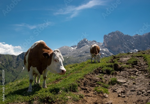 two mountain cows