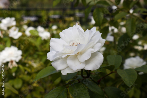 detailed small white rose