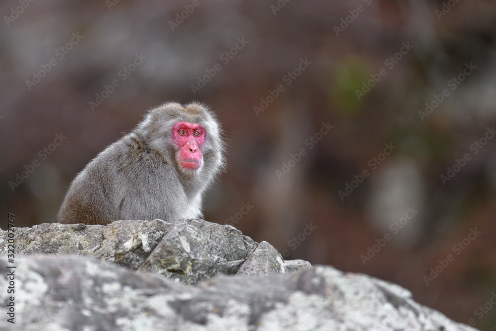 Naklejka premium Japanese snow monkey portrait during fall
