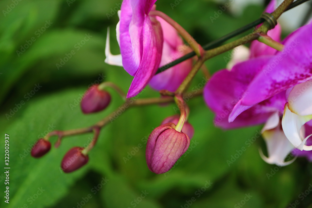 Closeup Buds of Orchid Flower with Blurry Green Foliage in background Closeup Buds of Orchid Flower with Blurry Green Foliage in background
