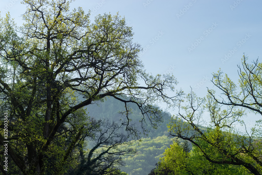 Old trees against the clear sky and forested hill slope Old trees against the clear sky and forested hill slope