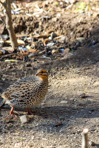 Female Pheasant looking for food. photo