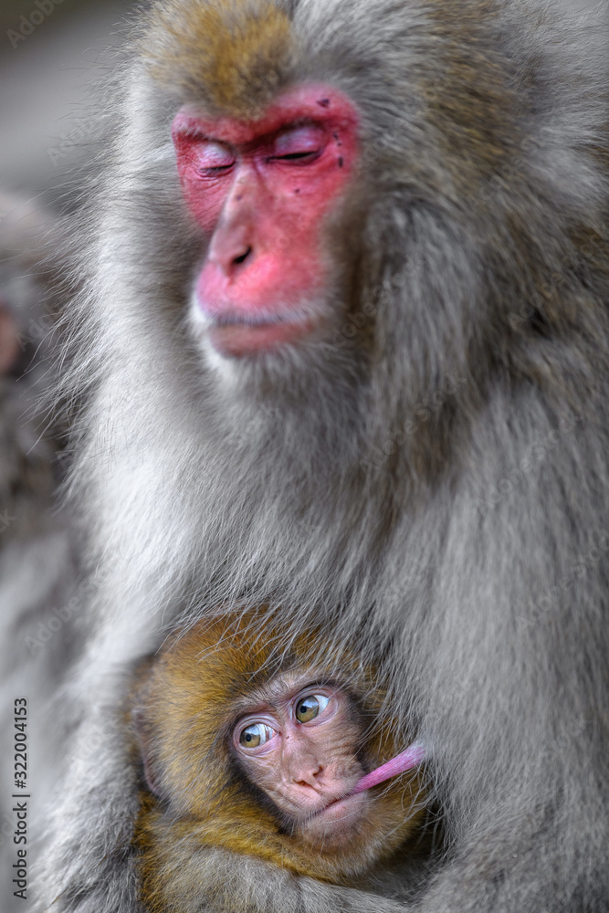 Naklejka premium Japanese snow monkey baby cuddling with mother and drinking breast milk