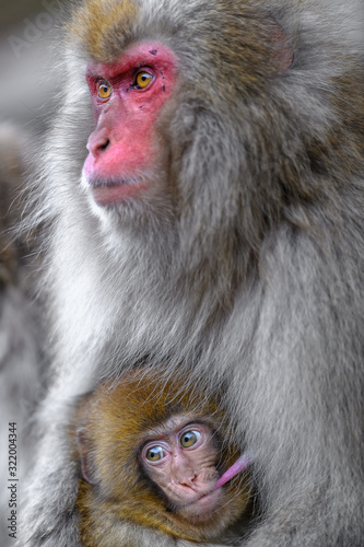 Photography Japanese snow monkey baby cuddling with mother and drinking breast milk