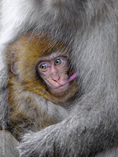 Photography Japanese snow monkey baby cuddling with mother and drinking breast milk