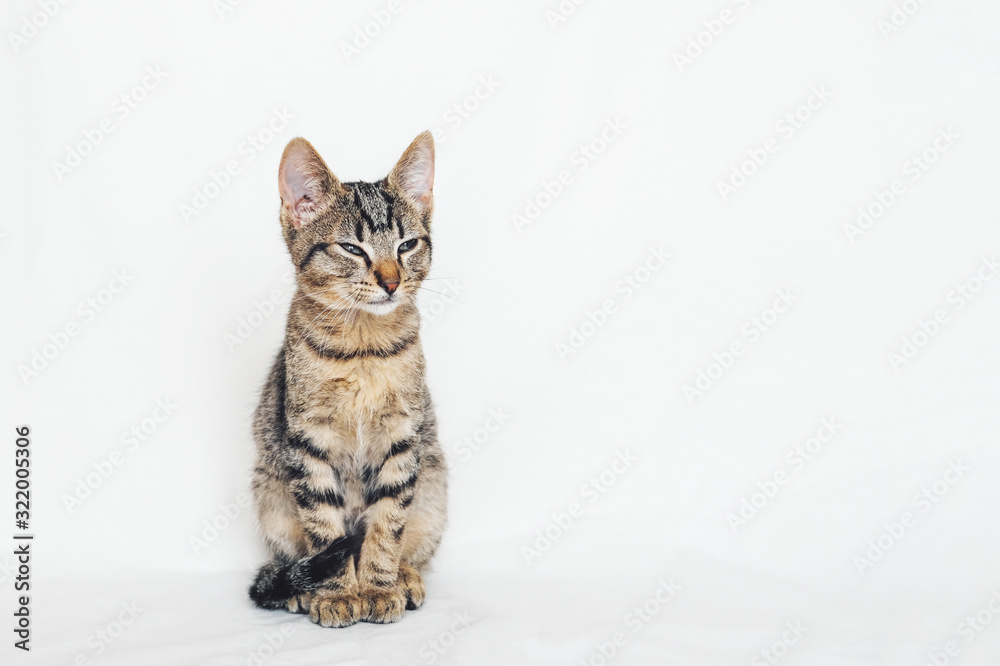 Beautiful young European Shorthair cat sitting on white background. Beautiful young European Shorthair cat sitting on white background.