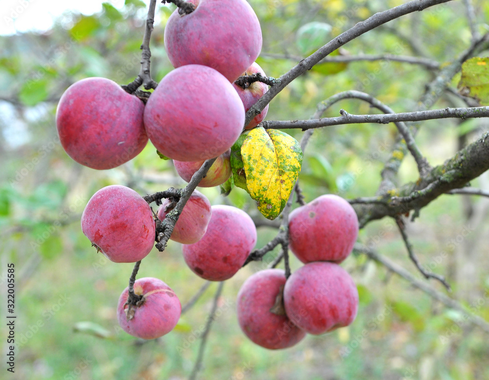 Apples ripen on the tree branch Apples ripen on the tree branch
