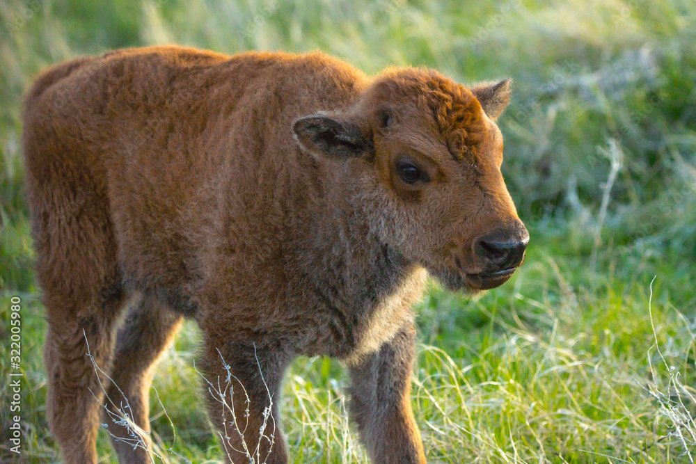 Fototapeta premium Red Dogs in the field of Custer State Park, South Dakota