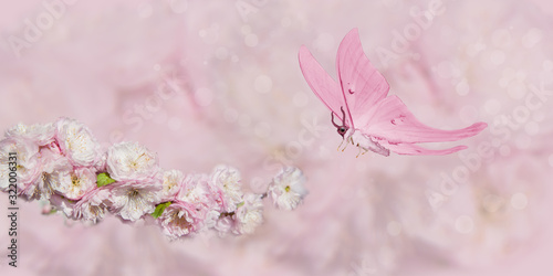 pink flower and pink butterfly