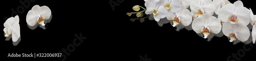 Fototapeta Naklejka Na Ścianę i Meble -  orchid on black background