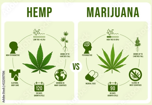 Hemp vs Marijuana infographics. Cannabis leaf, low and hight THC vector illustration. Modern banner or poster template with comparison of legal and illegal plant cultivars. Weed types distinction. photo