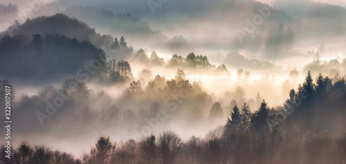 Mist in forest with sunbeam rays, Woods landscape