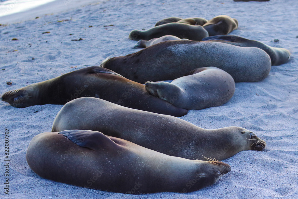 Fototapeta premium Lobos Marinos en las islas Galápagos