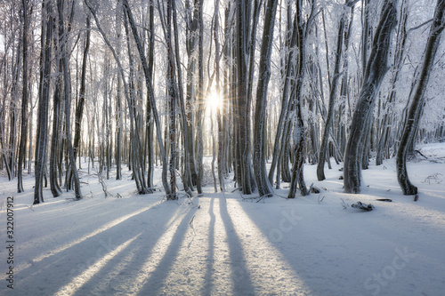 Forest in Winter with frozen trees © TTstudio