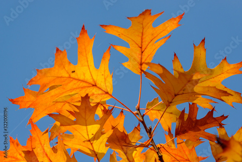 autumn colored leaves of red oak tree against blue sky