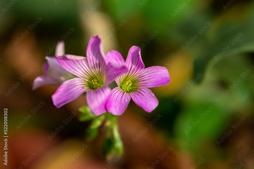 Beautiful flowers bloom in the corner of the flower bed Beautiful flowers bloom in the corner of the flower bed