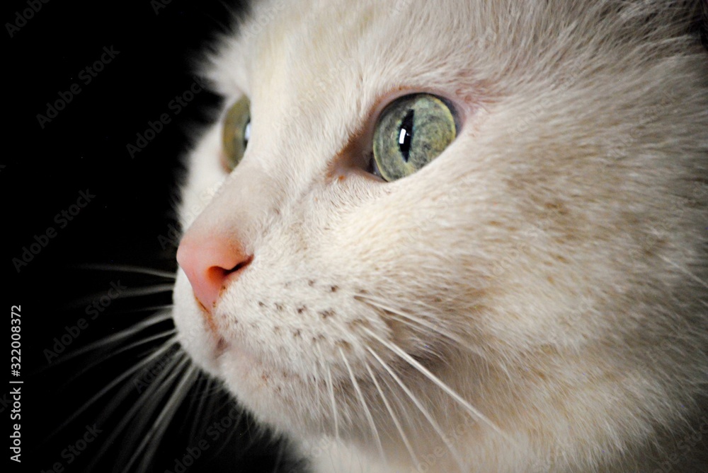 Chat Chat