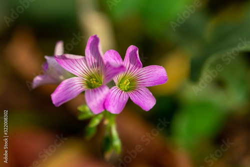 Beautiful flowers bloom in the corner of the flower bed