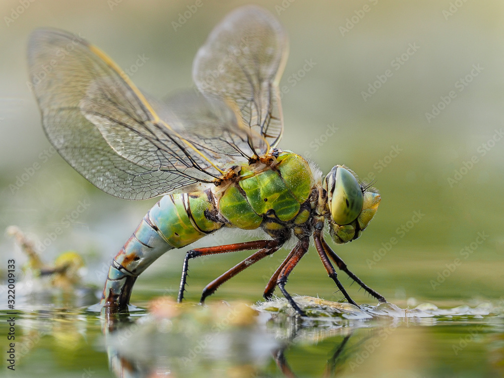 Emperor dragonfly - obrazy, fototapety, plakaty 