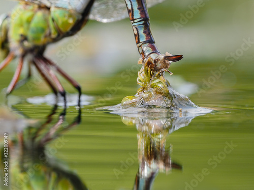 Emperor dragonfly photo